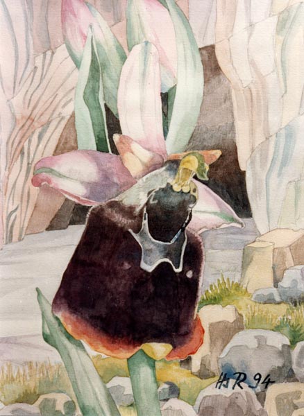 Ophrys chestermanii