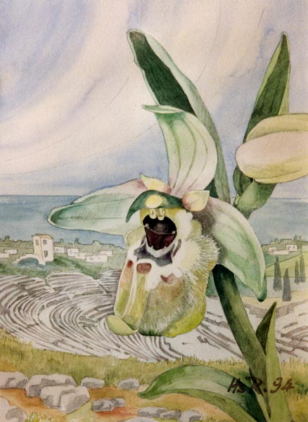 Ophrys biancae