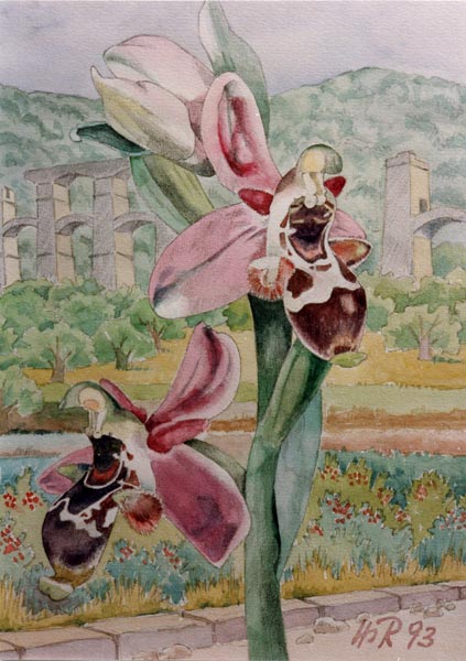 Ophrys minutala